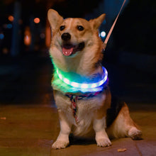 Load image into Gallery viewer, HiFuzzyPet Light Up Dog Collar for Night Walking