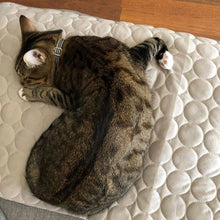 Load image into Gallery viewer, HiFuzzyPet Self Cooling Ice Silk Dog Cooling Mat for Summer