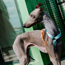 Load image into Gallery viewer, HiFuzzyPet Rainbow Easy Walk Harness for Runs, Walks, Hikes