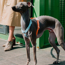 Load image into Gallery viewer, HiFuzzyPet Rainbow Easy Walk Harness for Runs, Walks, Hikes