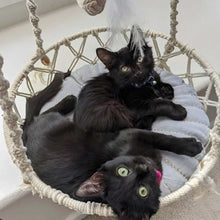 Load image into Gallery viewer, A2 hanging cat hammock swing