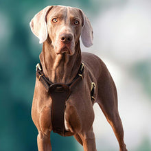 Load image into Gallery viewer, HiFuzzyPet Leather Dog Harness and Leash Set