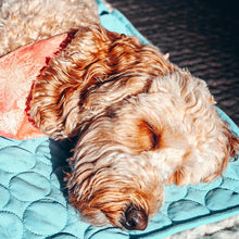 Load image into Gallery viewer, HiFuzzyPet Self Cooling Ice Silk Dog Cooling Mat for Summer