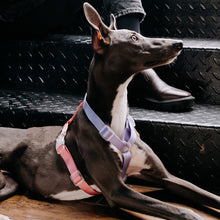 Load image into Gallery viewer, HiFuzzyPet Rainbow Easy Walk Harness for Runs, Walks, Hikes