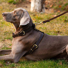 Load image into Gallery viewer, HiFuzzyPet Leather Dog Harness and Leash Set