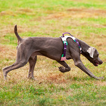 Load image into Gallery viewer, HiFuzzyPet Adjustable No Pull Dog Vest Harness