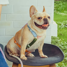 Load image into Gallery viewer, HiFuzzyPet Rainbow Easy Walk Harness for Runs, Walks, Hikes