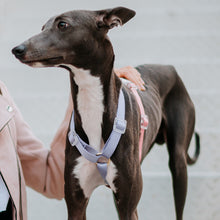 Load image into Gallery viewer, HiFuzzyPet Rainbow Easy Walk Harness for Runs, Walks, Hikes