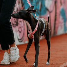 Load image into Gallery viewer, HiFuzzyPet Rainbow Easy Walk Harness for Runs, Walks, Hikes