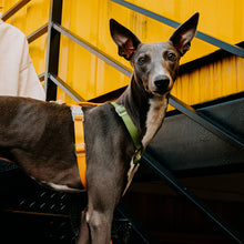 Load image into Gallery viewer, HiFuzzyPet Rainbow Easy Walk Harness for Runs, Walks, Hikes