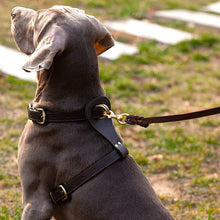 Load image into Gallery viewer, HiFuzzyPet Leather Dog Harness and Leash Set