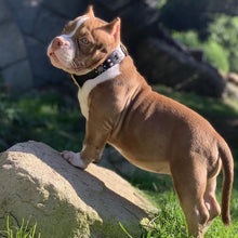 Load image into Gallery viewer, HiFuzzyPet Leather Spiked Dog Collar for Middle & Large Dogs