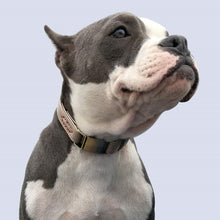 Load image into Gallery viewer, HiFuzzyPet Leather Dog Collar with Quick Release Buckle