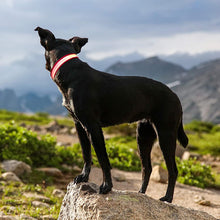 Load image into Gallery viewer, HiFuzzyPet Dog Light Collar, Adjustable Soft Dog Collar