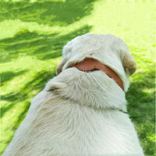 Load image into Gallery viewer, HiFuzzyPet Leather AirTag Dog Collar