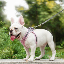 Load image into Gallery viewer, HiFuzzyPet Summer Vest Style Cat Harness and Leash Set