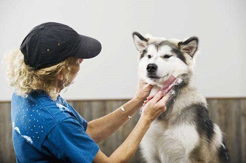 How to improve pets hair loss and skin problems