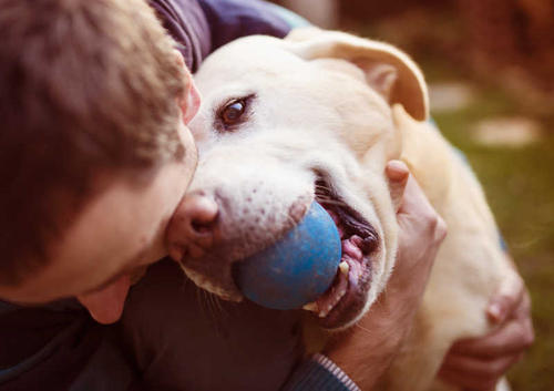 How to Give Your Lonely Dog Some Company
