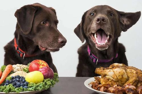 List of fruits and vegetables that pets can eat