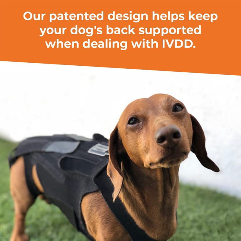 dog back brace help dog's back support