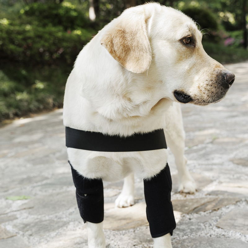dog elbow pads provide superior support