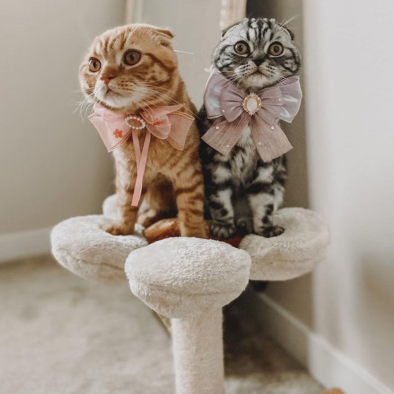 two kittens can use cat tree at the same time