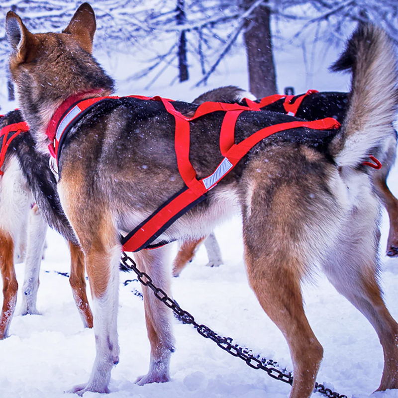 strong & durable dog sledding harness