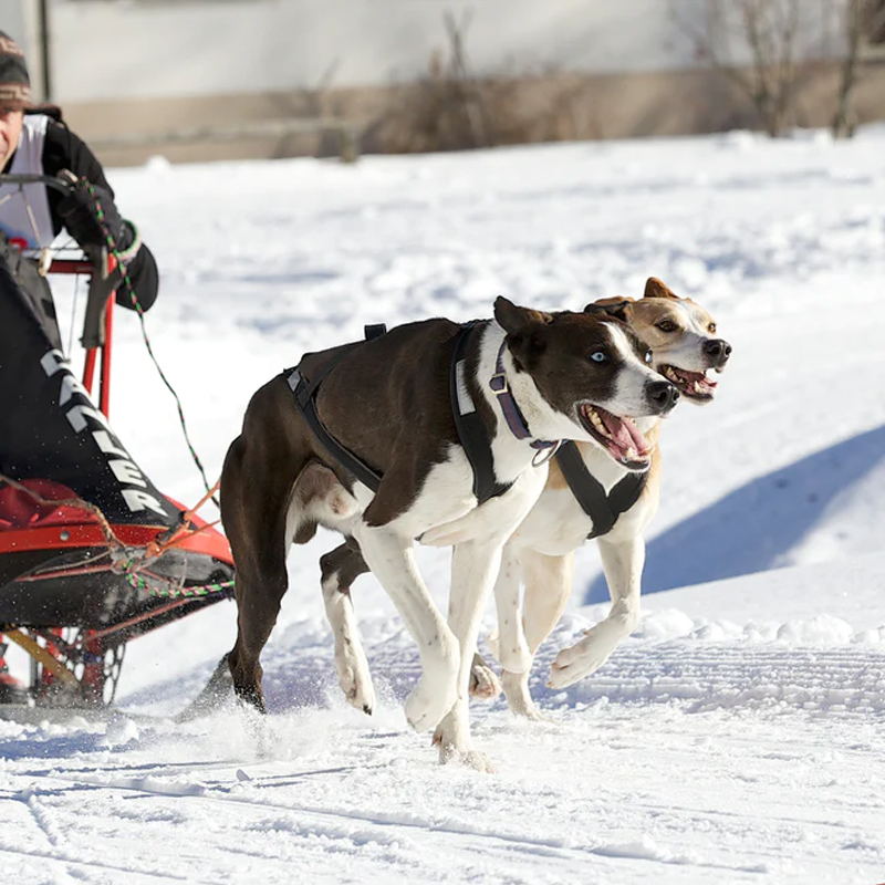 dog sledding harness for pulling activities