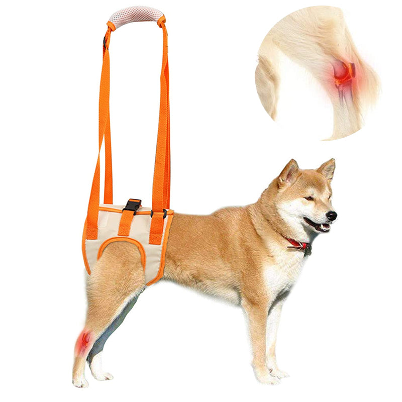 Back leg dog lift harness 