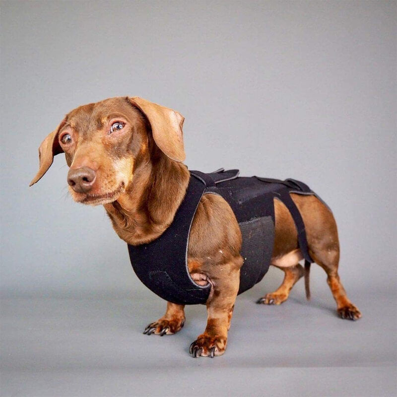 dog back brace for daily activities