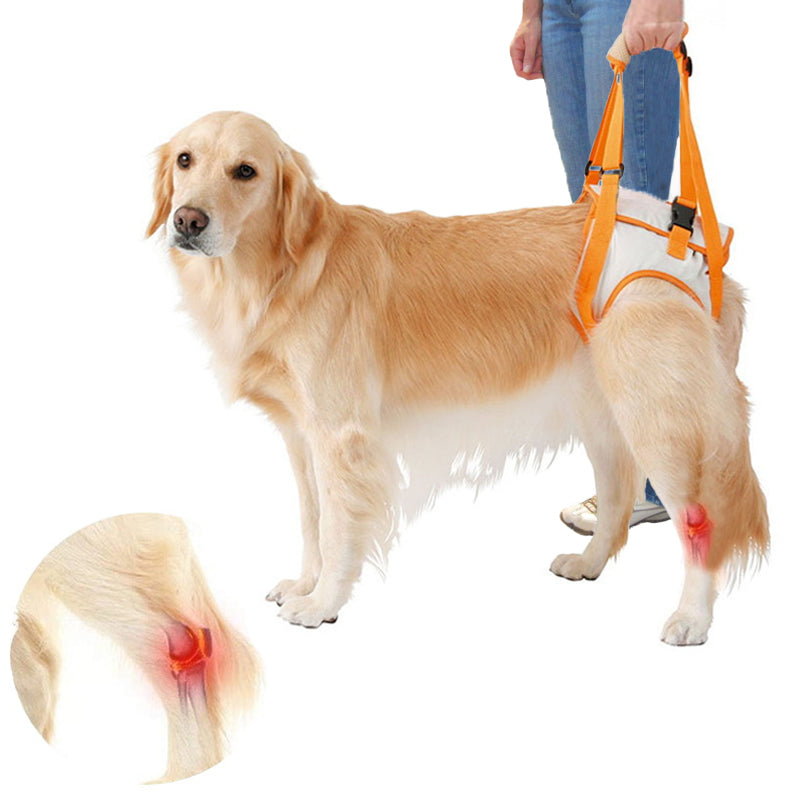 Back leg dog lift harness 
