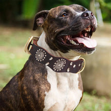 Load image into Gallery viewer, HiFuzzyPet Leather Spiked Dog Collar for Middle &amp; Large Dogs
