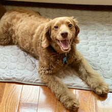 Load image into Gallery viewer, HiFuzzyPet Self Cooling Ice Silk Dog Cooling Mat for Summer
