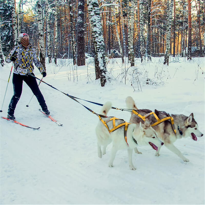 dog sledding harness for pulling activities