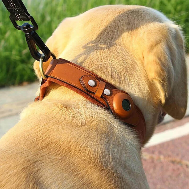 brown AirTag dog collar