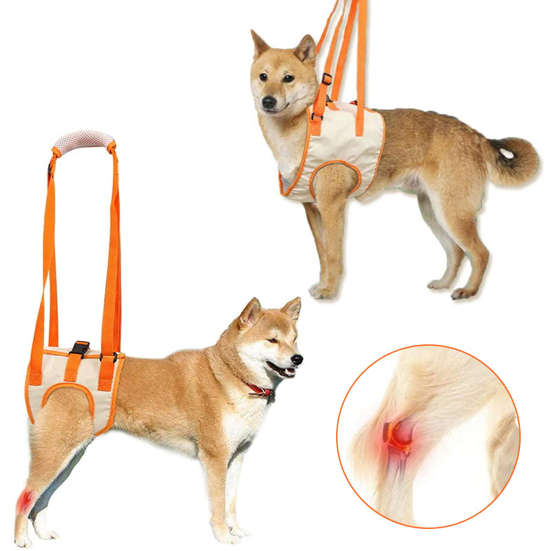 Front and back leg dog lift harness 