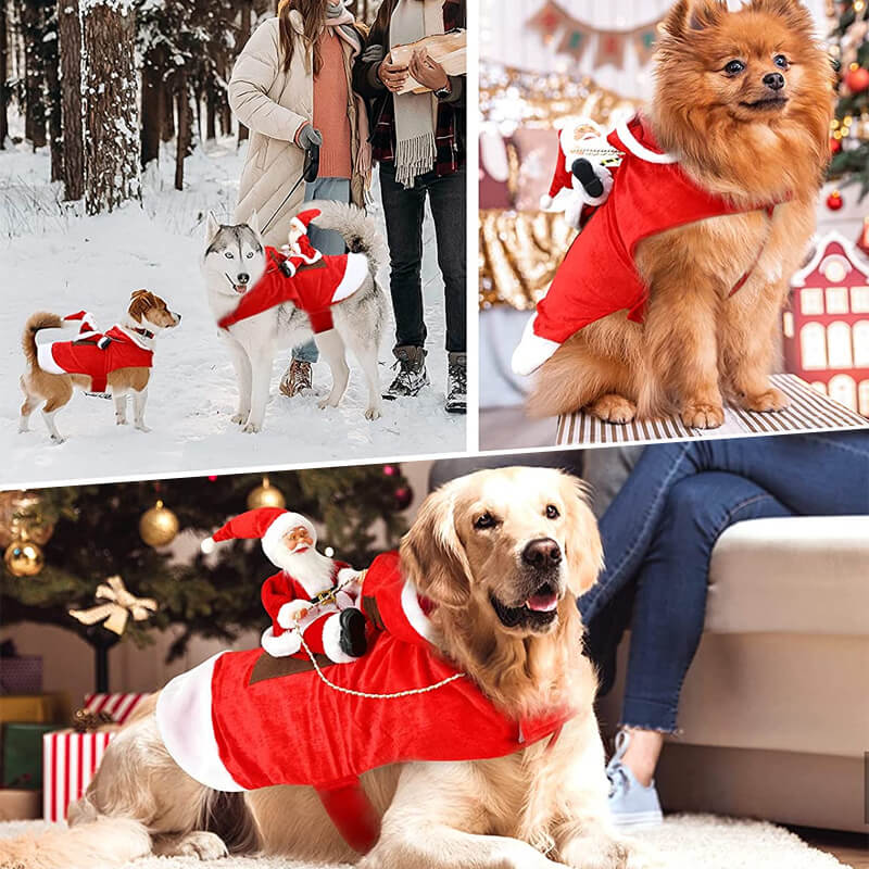  dog Christmas outfit for more occasion