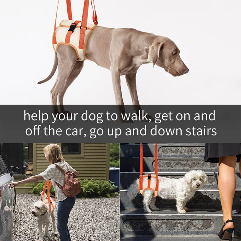 Can be walk with dog lift harness