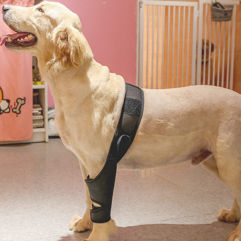 Dog knee brace for front leg