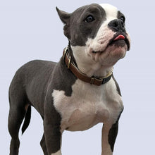 Load image into Gallery viewer, HiFuzzyPet Leather Dog Collar with Quick Release Buckle
