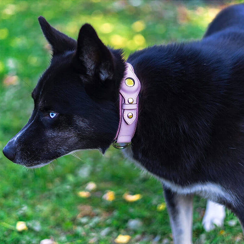 pink AirTag dog collar