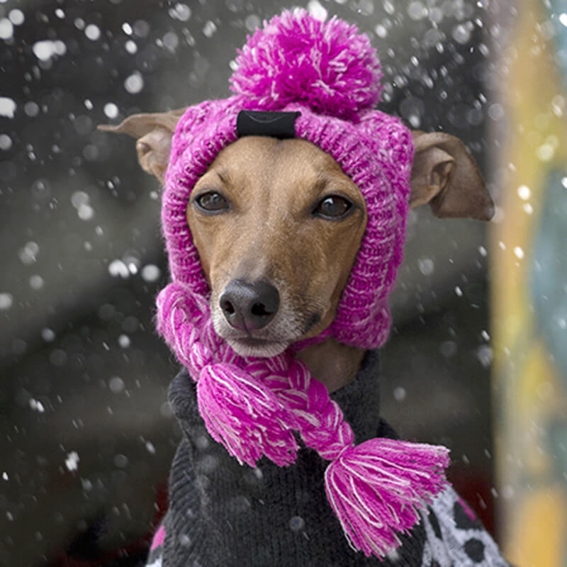 dog hat for cold weather/winter 