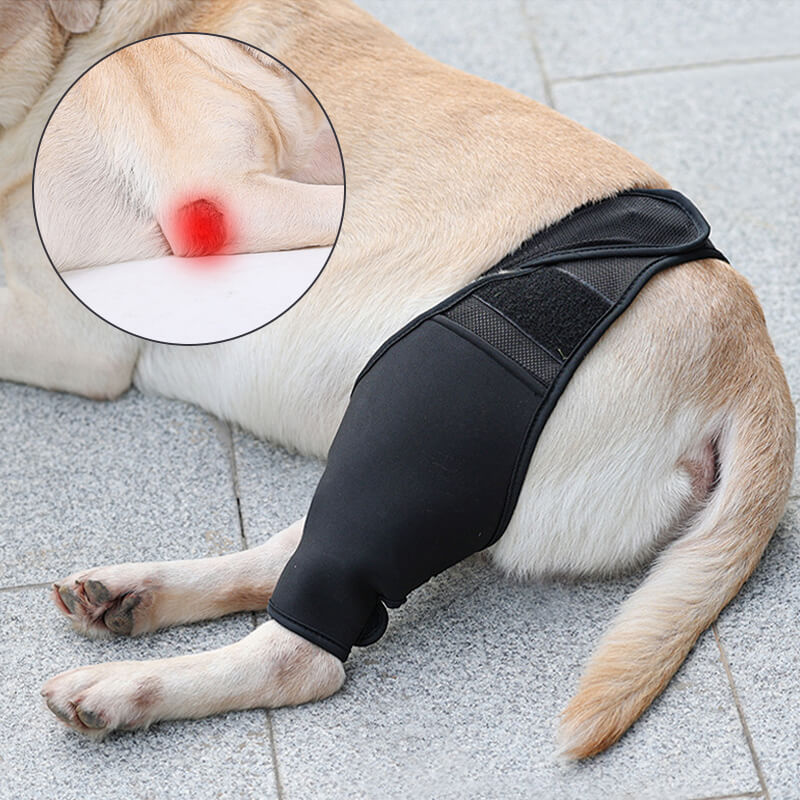 Back leg dog knee brace