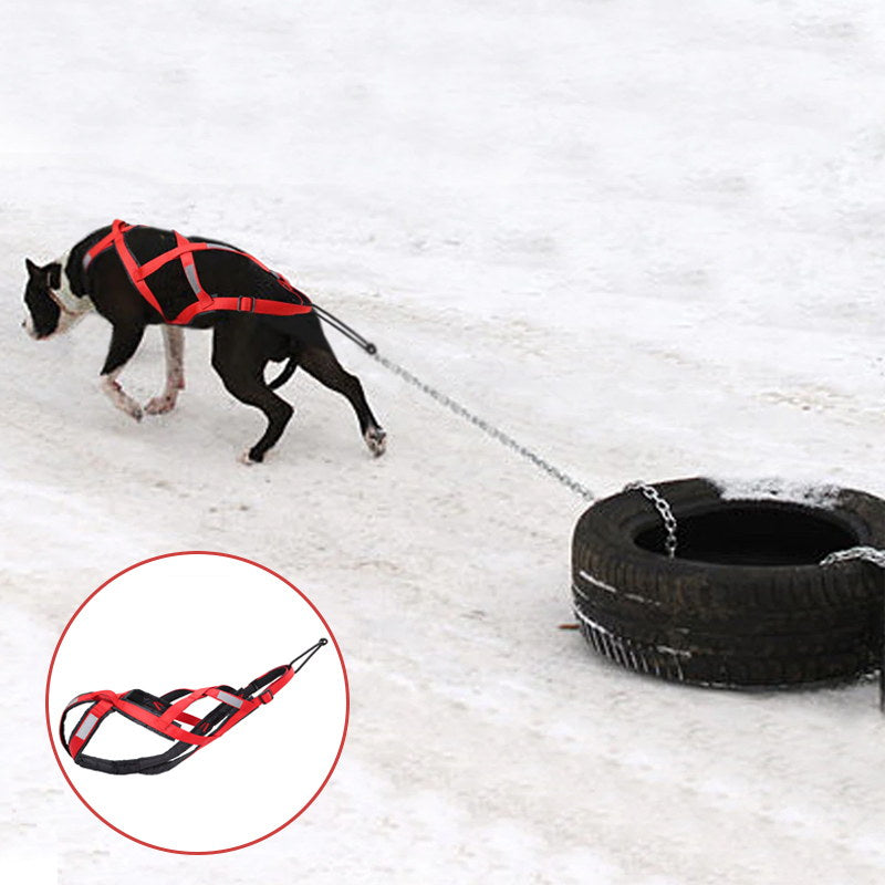 dog sledding harness with reflective strap