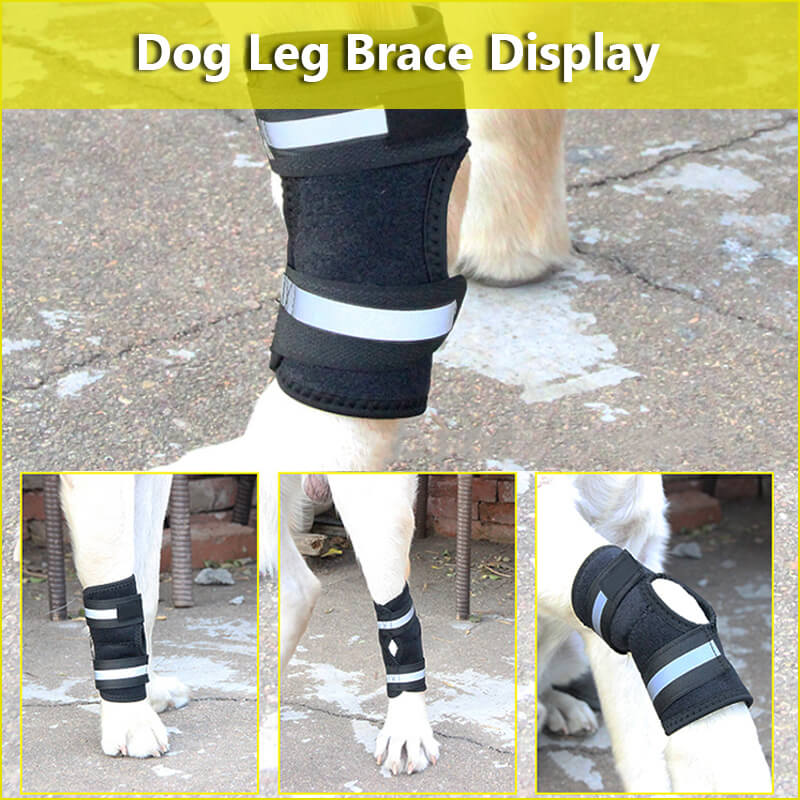 dog leg brace display