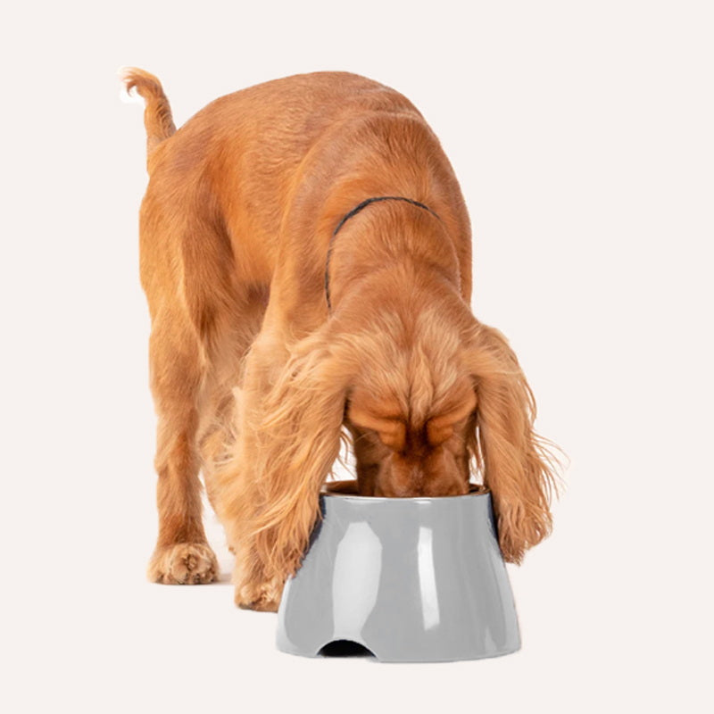 Elevated Dog Bowls, Non-slip Raised Dog Bowl with Melamine Stand