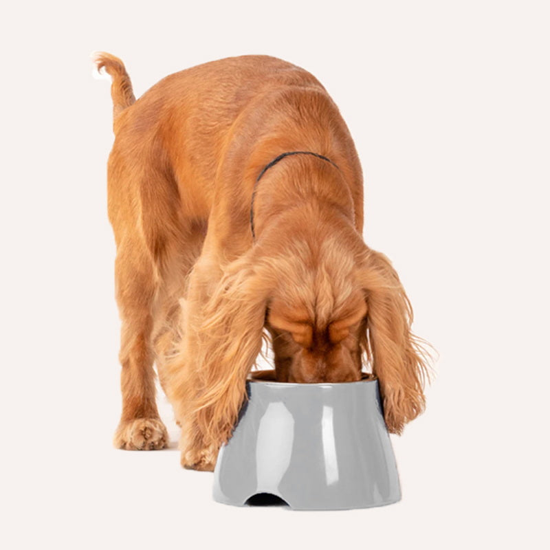 grey elevated dog bowls